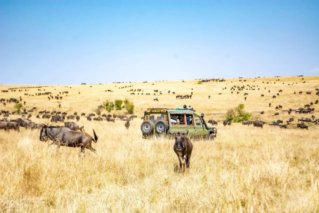safari_car_savana